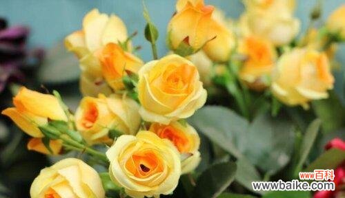 表示暗恋的花花语是什么?暗恋的花有哪些种类?