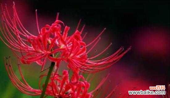 表示悲伤的花花语是什么？为什么它代表悲伤？