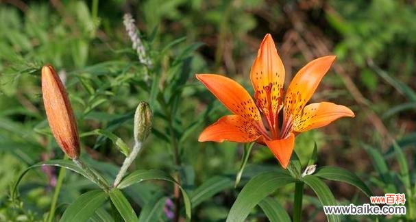 表示悲伤的花花语是什么？为什么它代表悲伤？