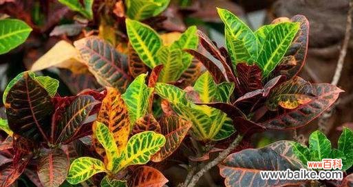 变叶木开花吗？开花代表什么含义？