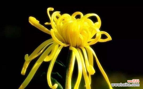 表示哀悼的花花语是什么?哪些花适合哀悼场合使用?