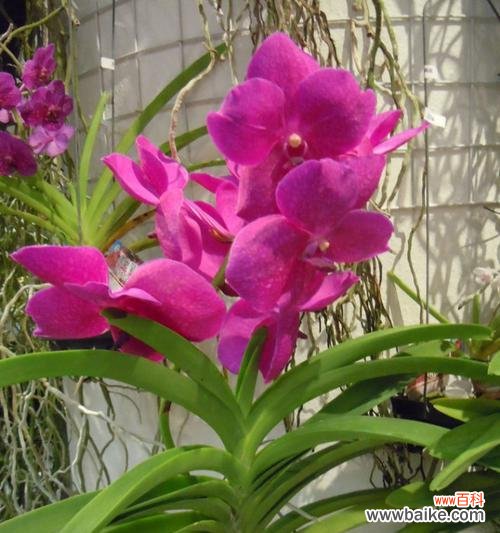 表示爱国的花有哪些?这些花的花语是什么意思?