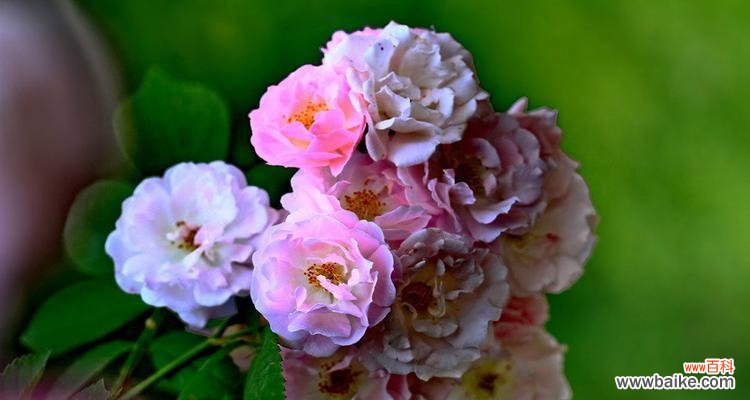 表示爱情的花有哪些？花语中爱情的花代表什么含义？