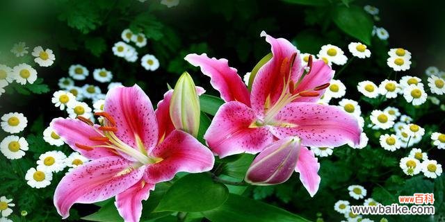 表示爱情的花有哪些？花语中爱情的花代表什么含义？