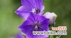 表示诚实的花花语是什么？诚实的花有哪些特点和含义？