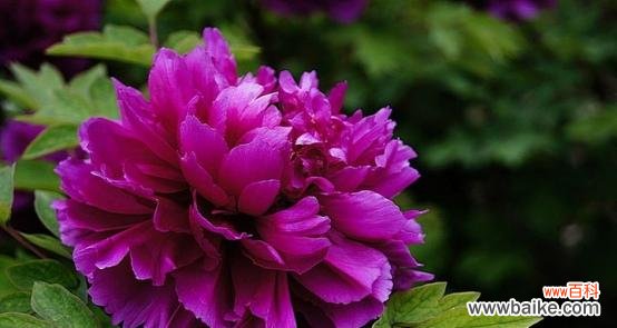 表示诚信的花花语是什么？诚信的花有哪些含义？