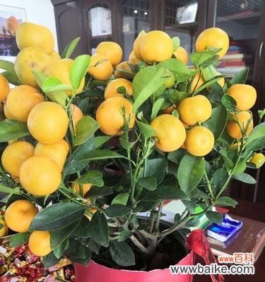 表示诚信的花花语是什么？诚信的花有哪些含义？