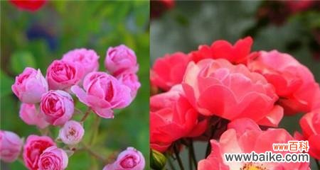 表示憧憬的花花语是什么？憧憬的花代表了哪些含义？