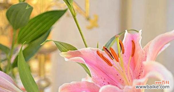 表示憧憬的花花语是什么？憧憬的花代表了哪些含义？