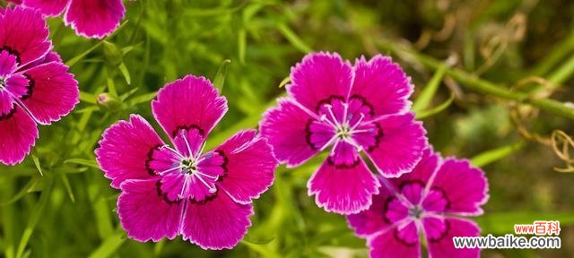 表示单相思的花有哪些？花语背后的含义是什么？