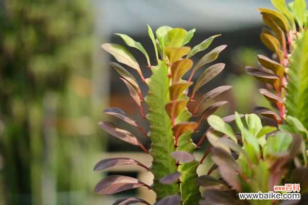 龙骨花为什么掉叶子