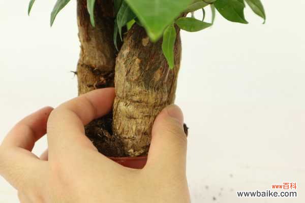 发财树叶子脱落怎么办