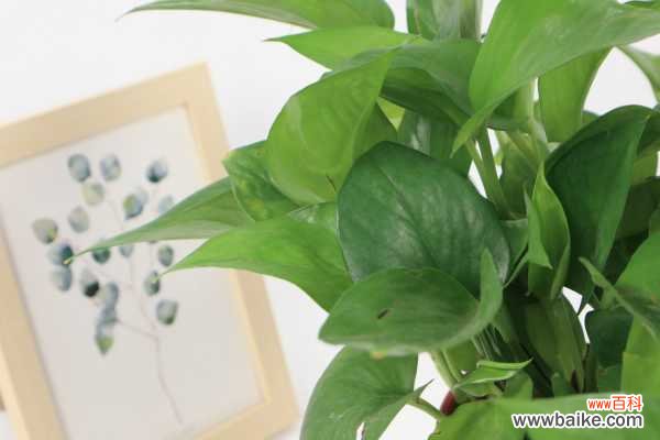 土培和水培 绿萝打蔫了怎么回事