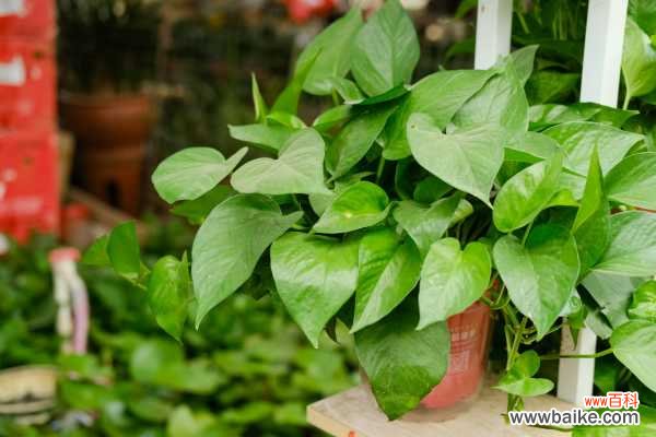 土培和水培 绿萝打蔫了怎么回事