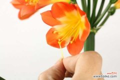 君子兰叶尖干枯怎么办