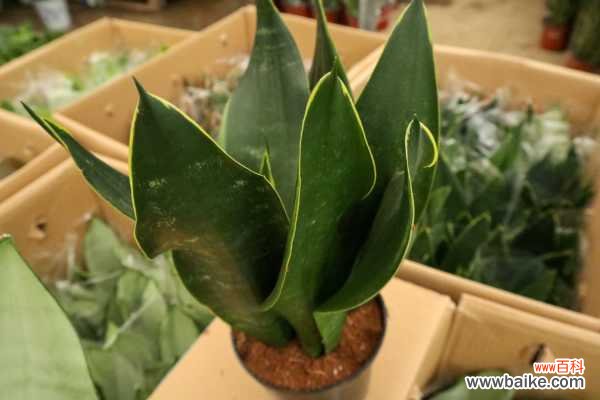 虎皮兰为什么烂叶子