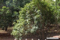 桂花树为什么不开花