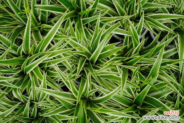 银边吊兰叶子发软下垂怎么办