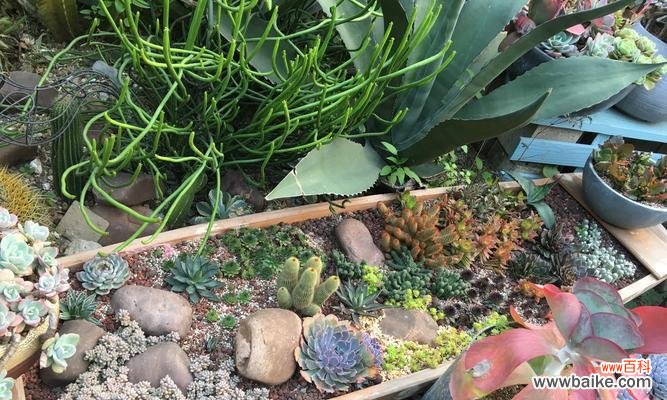 从选材到养护,打造美丽多肉园 多肉植物种植指南