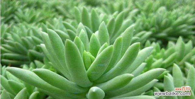 从选材到养护,打造美丽多肉园 多肉植物种植指南