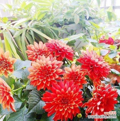 如何轻松栽培出美丽的小丽花 小丽花种植全攻略