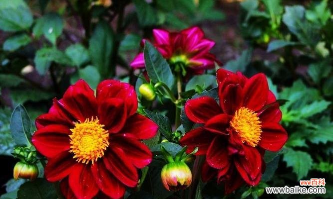 如何轻松栽培出美丽的小丽花 小丽花种植全攻略