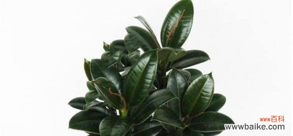 学习橡皮树修剪方法,让您的植物健康茁壮 如何正确修剪橡皮树