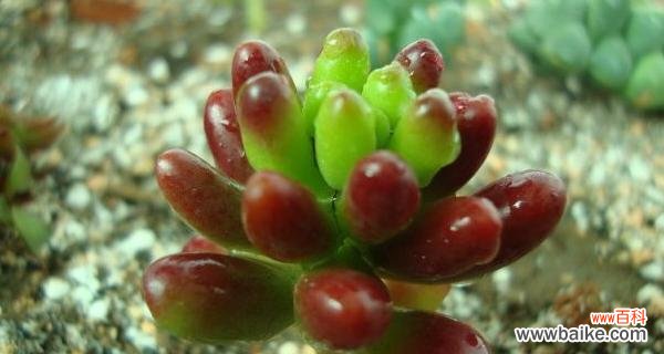 掌握这3步，轻松育出健壮玉米苗 玉米石扦插方法详解