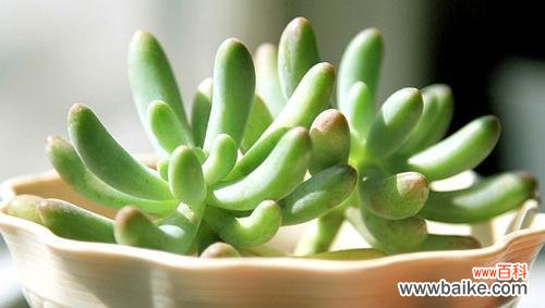 掌握这3步，轻松育出健壮玉米苗 玉米石扦插方法详解