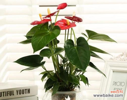 探秘红掌花的花期与生长之谜 红掌花的花期及生长特点