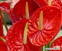 探秘红掌花的花期与生长之谜 红掌花的花期及生长特点