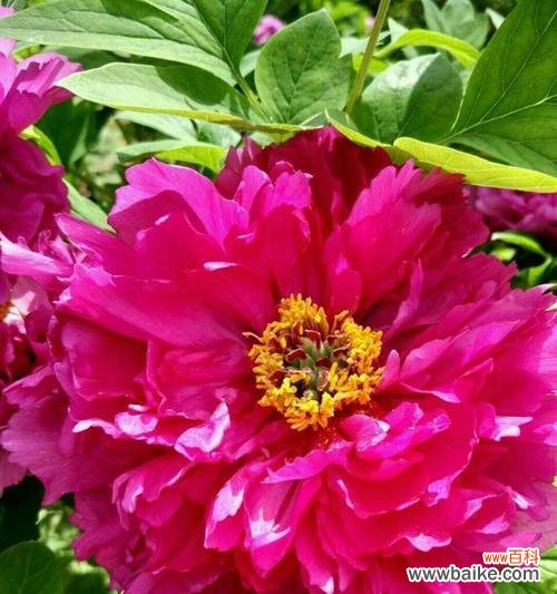 探寻红牡丹的文化内涵 红牡丹的寓意