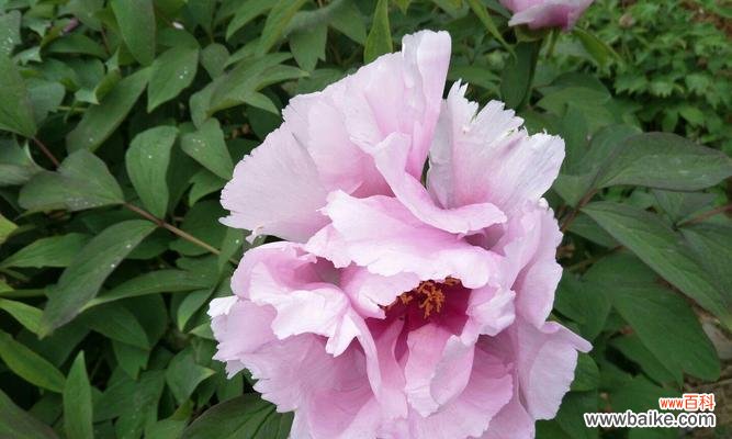 探寻红牡丹的文化内涵 红牡丹的寓意