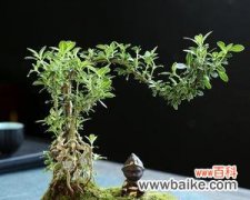 探寻花卉文化中的神秘力量 六月雪盆景的寓意