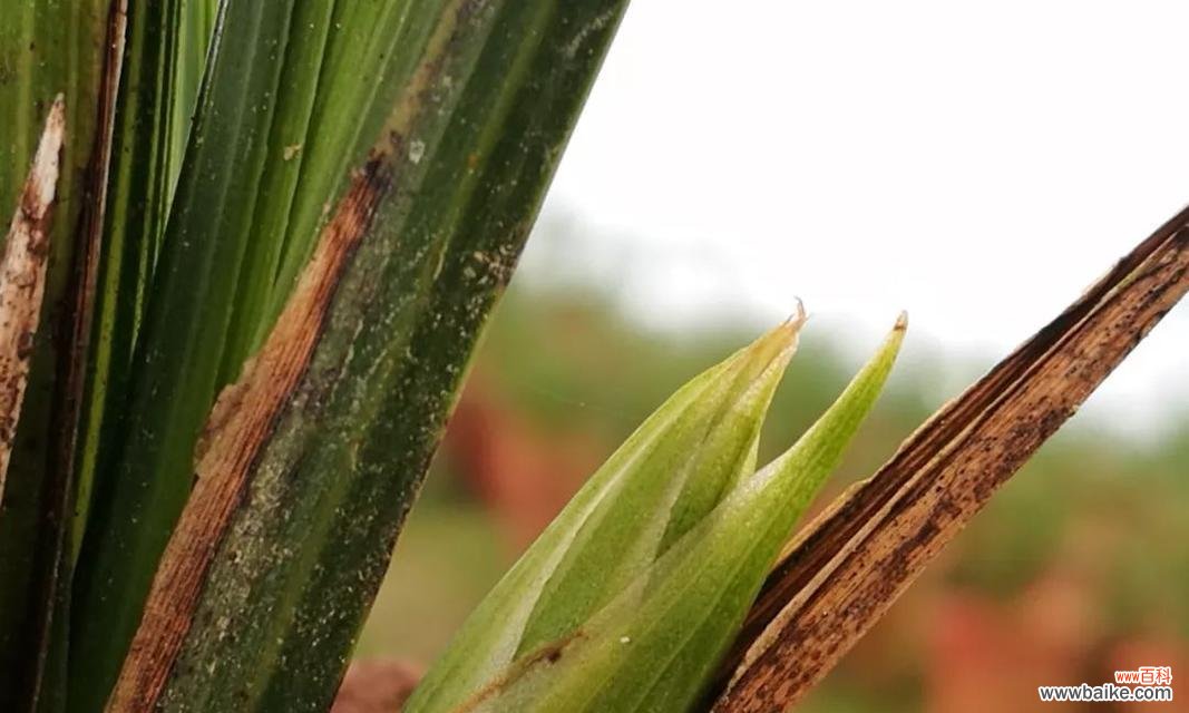兰花冬季浇水的注意事项和技巧 如何科学浇兰花冬季的水
