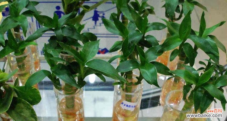 富贵竹养护技巧,让你轻松打造生机盎然的家居景观 如何水养富贵竹