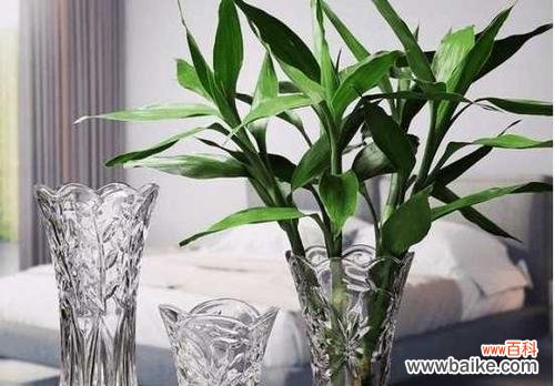 富贵竹养护技巧,让你轻松打造生机盎然的家居景观 如何水养富贵竹