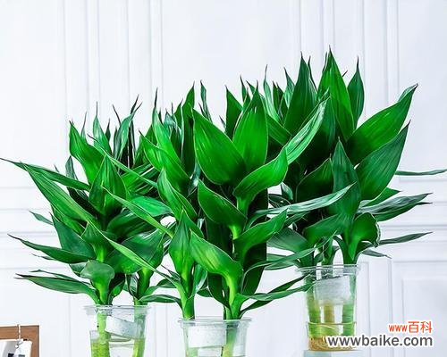 富贵竹养护技巧,让你轻松打造生机盎然的家居景观 如何水养富贵竹