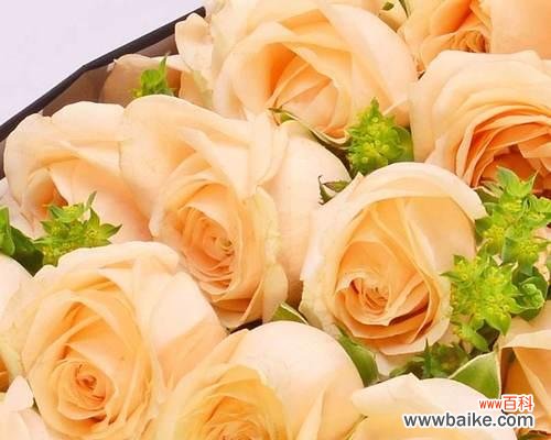 探索香槟玫瑰的花语 香槟玫瑰的花语与寓意——浪漫与品质的象征