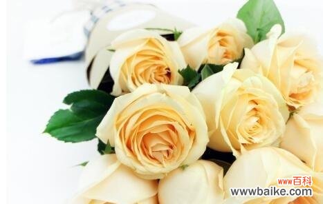 揭示香槟玫瑰的含义和象征 香槟玫瑰的花语和寓意