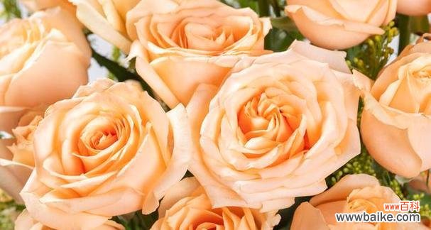 探索香槟玫瑰花所传达的情感和象征意义 香槟玫瑰的花语和寓意