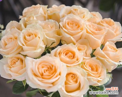 探索香槟玫瑰花的象征意义及传达情感的能力 香槟玫瑰花的深刻寓意