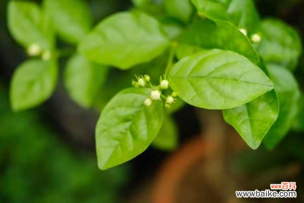 茉莉叶子发黄怎么办