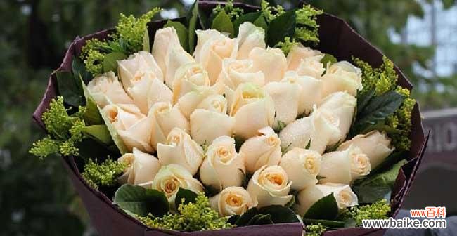 用花言表达温柔与感恩 香槟色玫瑰花的花语与象征