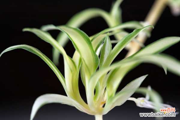 金边吊兰叶尖儿总发黄?土里掺点“白珍珠”,嫩绿侧芽收不住