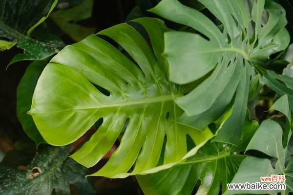 龟背竹常见虫害及防治方法