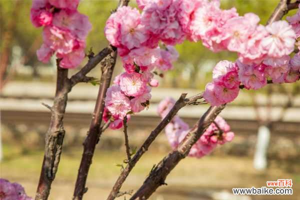 榆叶梅的病害及防治方法