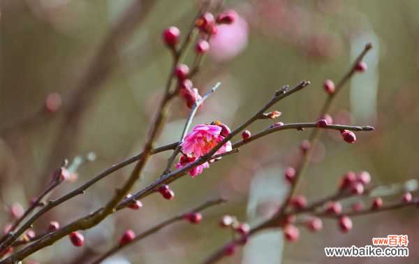 梅花主要虫害的识别与防治