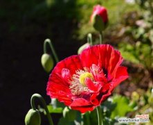 虞美人常见病虫害及防治办法