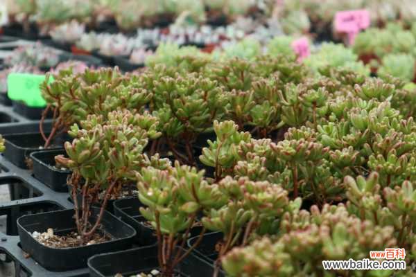 多肉植物的虫害防治